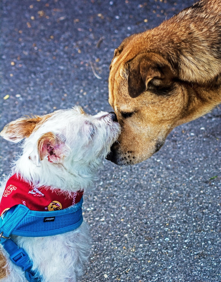Dierenlot Foundation DM 3